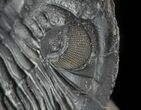 Aesthetic, Hollardops Trilobite - Great Eyes #57778-3